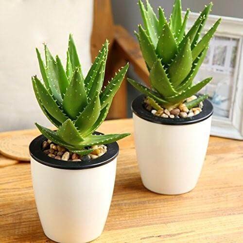 Aloe Vera - Medicinal Plant