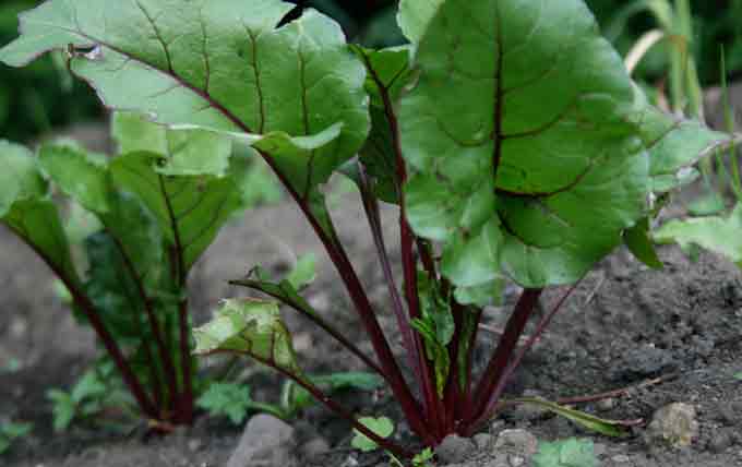 Beetroot -Vegetable garden