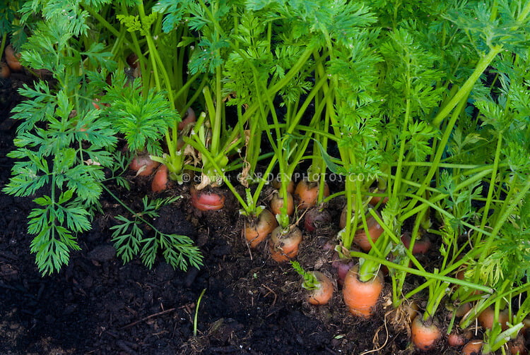 Carrot - Vegetable Garden