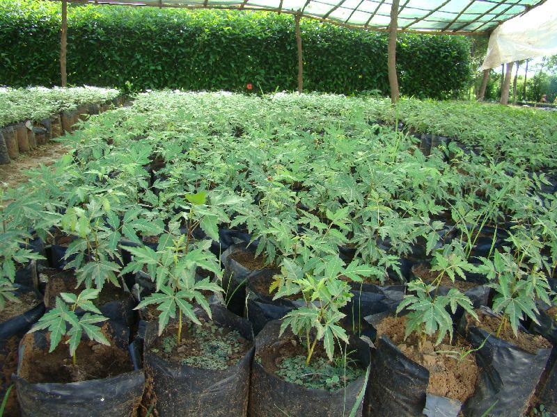 Neem plant -Indoor herb garden