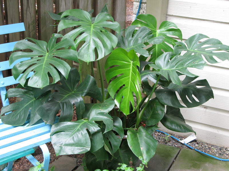 Split Leaf Philodendron - Indoor House Plant