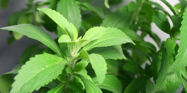 Stevia plant - Indoor herb garden