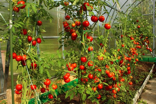 Tomato - Vegetable garden