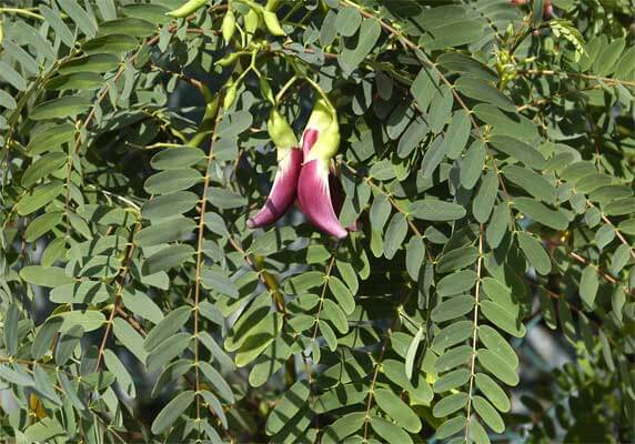 Agathi (sesbania grandiflora)