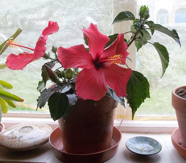 Kan en hibiscus være en indendørs plante