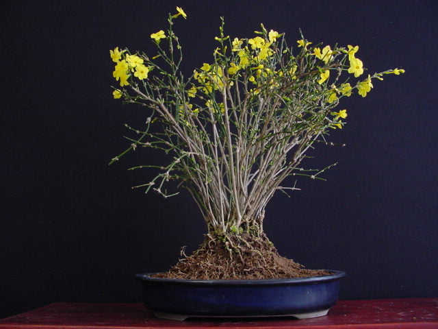 winter jasmine - Flowering plants