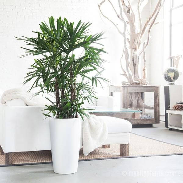 Lady Palm - Indoor House Plants
