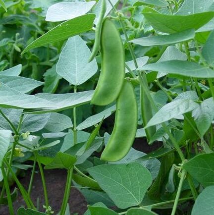 Lima beans - Vegetable garden