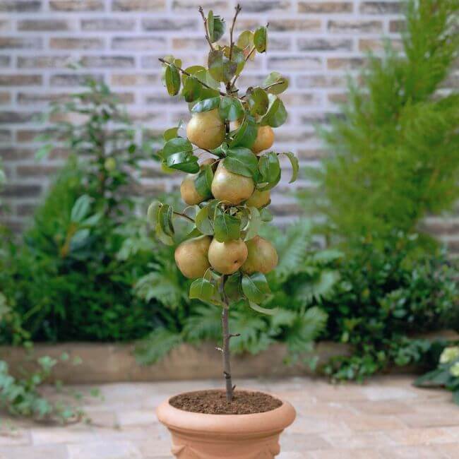 Pear - Fruit garden