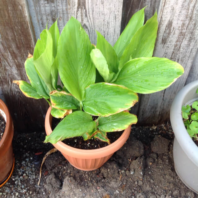 Turmeric (Curcuma longa) - Herb garden