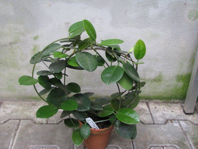 Houseplants or Indoorplants Hoya Noid