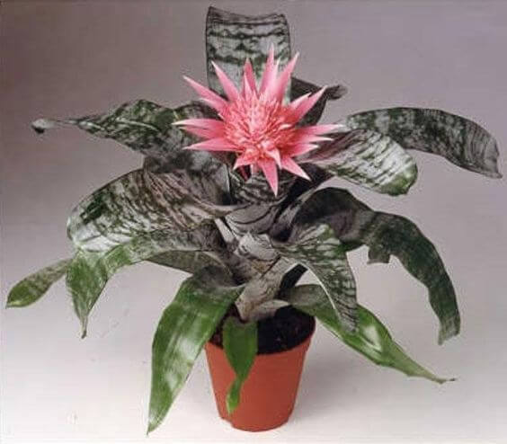 Aechmea fasciata - Indoor House Plants