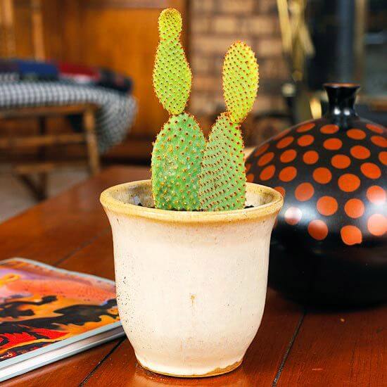 Bunny Ears Cactus - Indoor House Plants