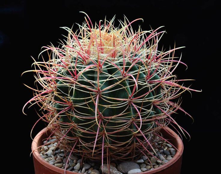 Ferocactus cylindraceus - Cactus garden