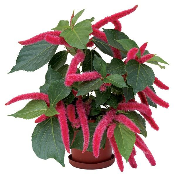 Chenille plant - Indoor House Plants