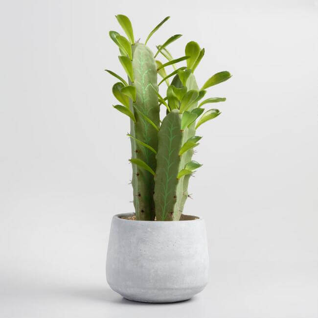 Euphorbia trigona - Indoor House Plants