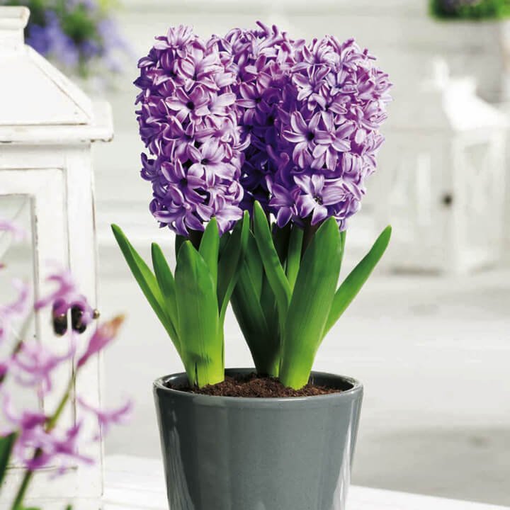 Hyacinth - Indoor House Plants