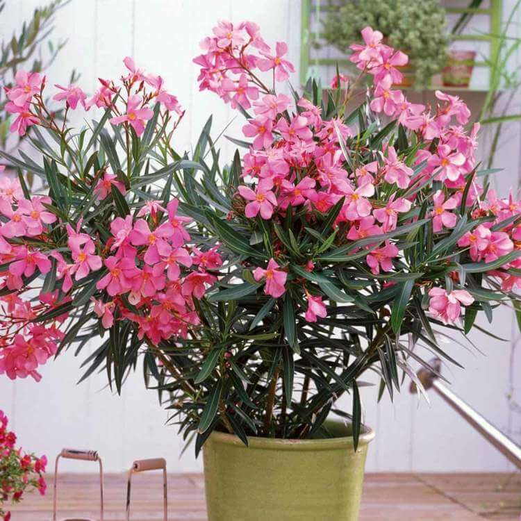 Oleander - Flowering plants