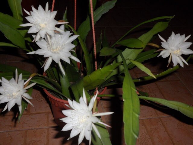 Night blooming cereus - Indoor House Plants