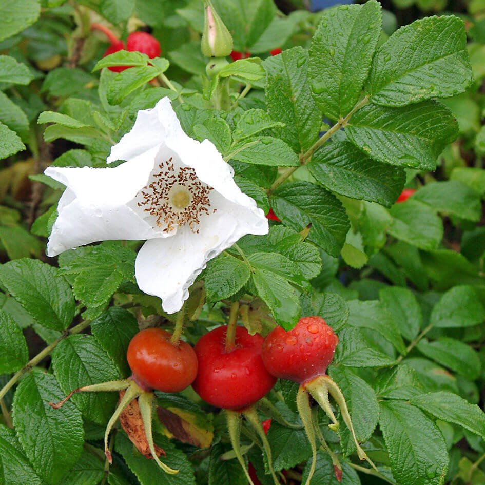 Rosehip - Fruit garden