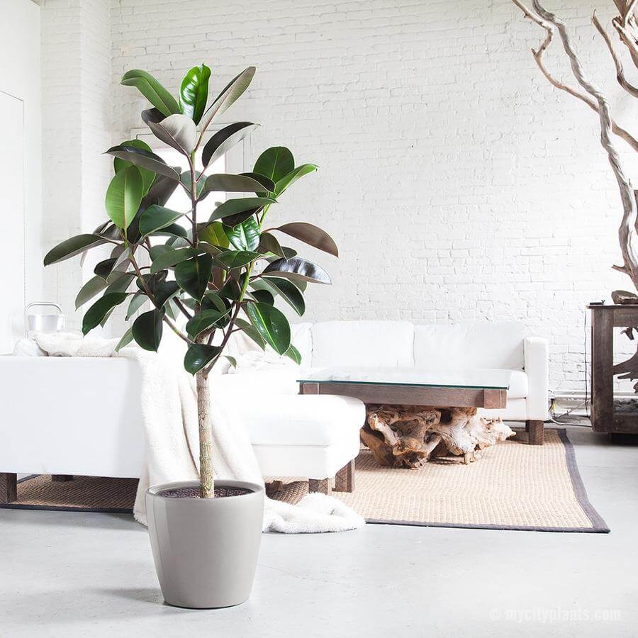Rubber plant - Indoor House Plants
