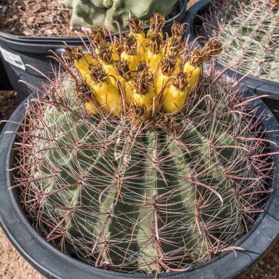 Ferocactus wislizeni - Cactus garden