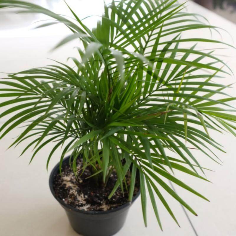 Bamboo Palm - Indoor House Plants