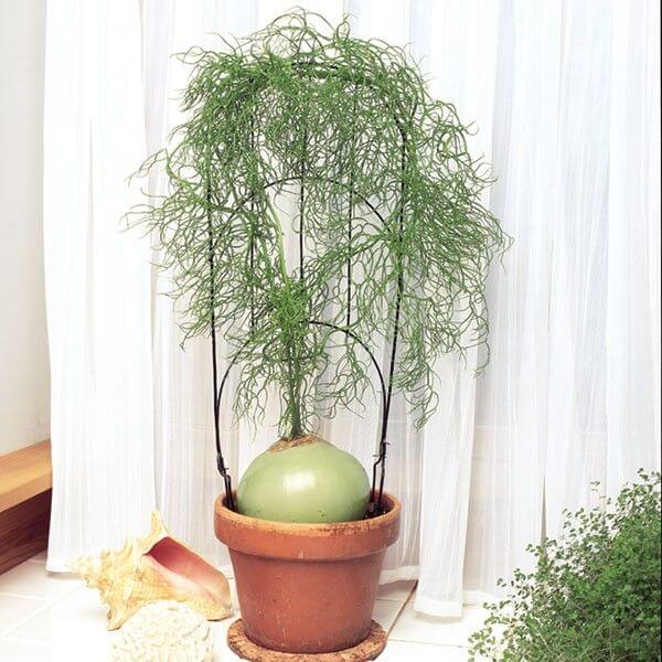 Bowiea volubilis - Indoor House Plants