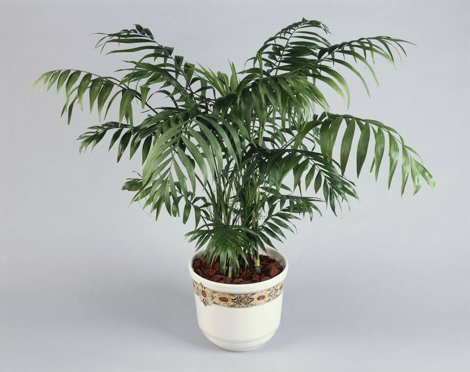 deform virtuel Nathaniel Ward Chamaedorea elegans - Indoor House Plants, Air Purifying Plant