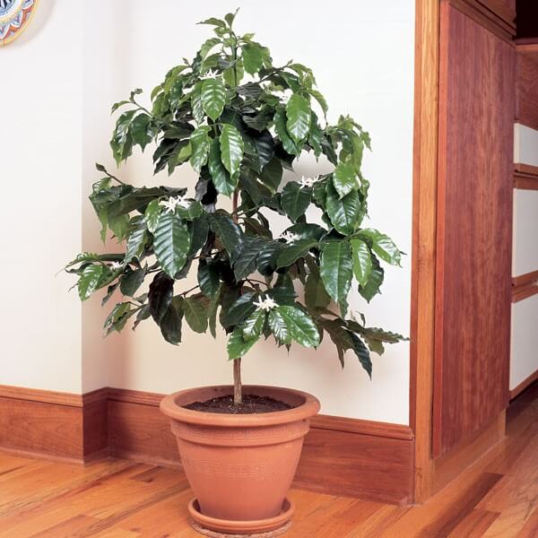 Coffea arabica - Indoor House Plants