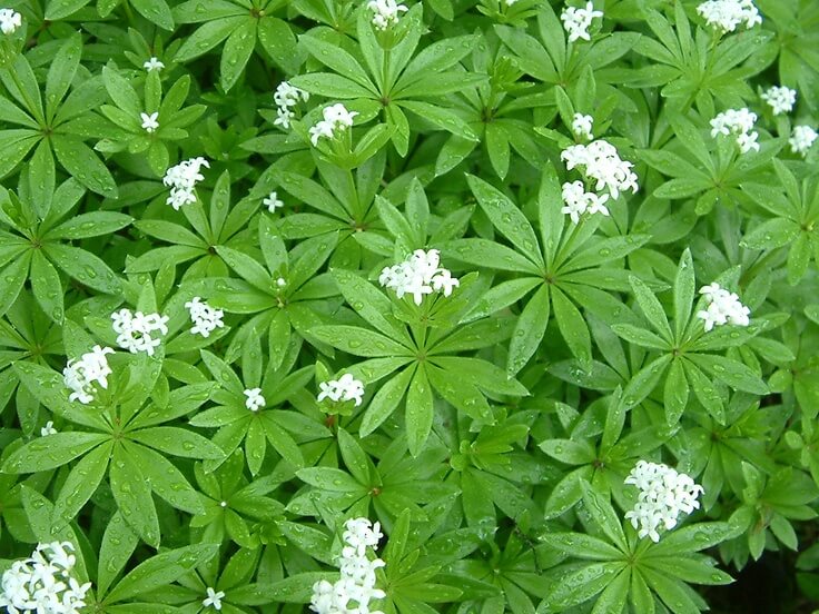 Galium odoratum - Herb garden