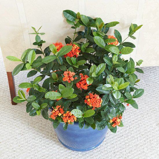 Ixora coccinea - Flowering plants