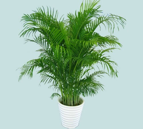 Kentia palm - Indoor House Plants