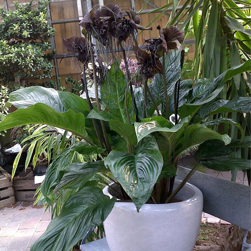 Tacca chantrieri - Indoor House Plants