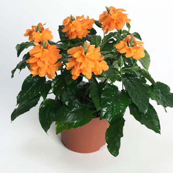 Crossandra infundibuliformis - Flowering plants
