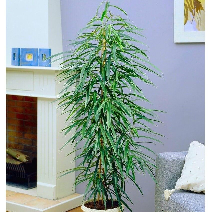 Ficus maclellandii - Indoor House Plants