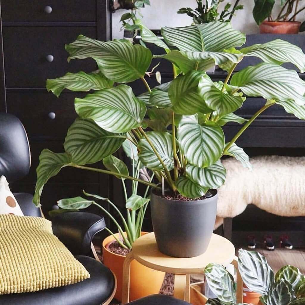 Prayer plant - Indoor House Plants
