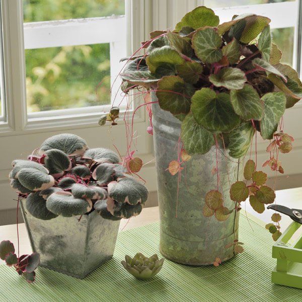 Saxifraga stolonifera - Indoor House Plants