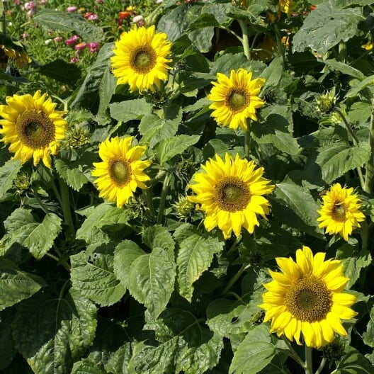 Sunflower - Flowering plants