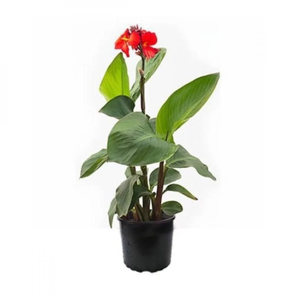 Canna indica - Indian Shot Plant