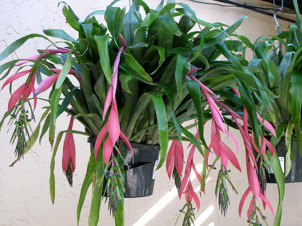 Billbergia nutans - Indoor House Plants