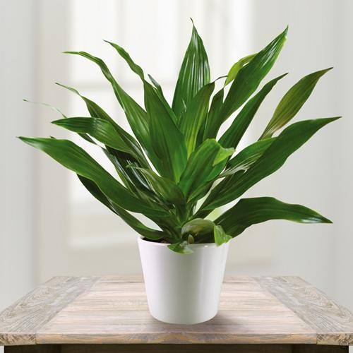 Dracaena fragrans - Indoor House Plants