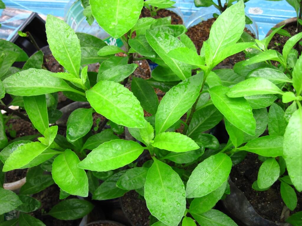 Gynura procumbens - Herb Garden
