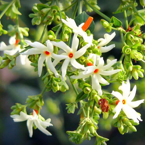 Parijat - Flowering plants