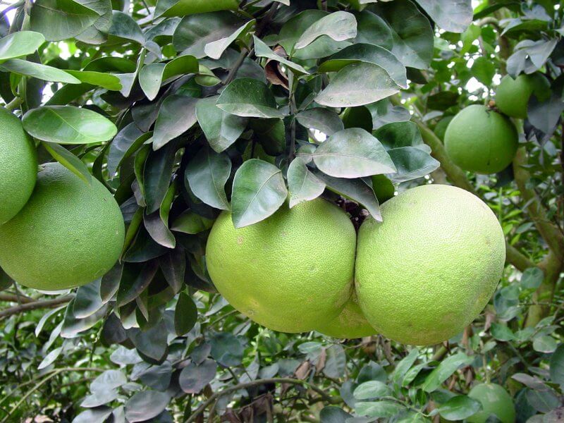 Pomelo (Citrus maxima) - Fruit garden