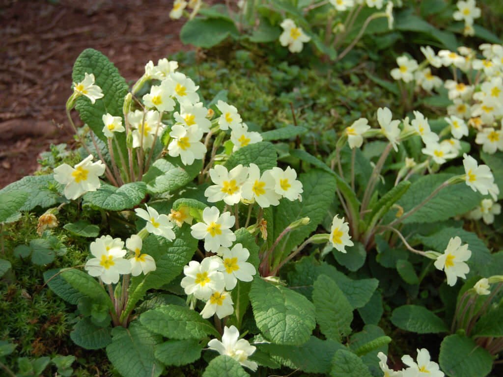 Primrose - Flowering plants