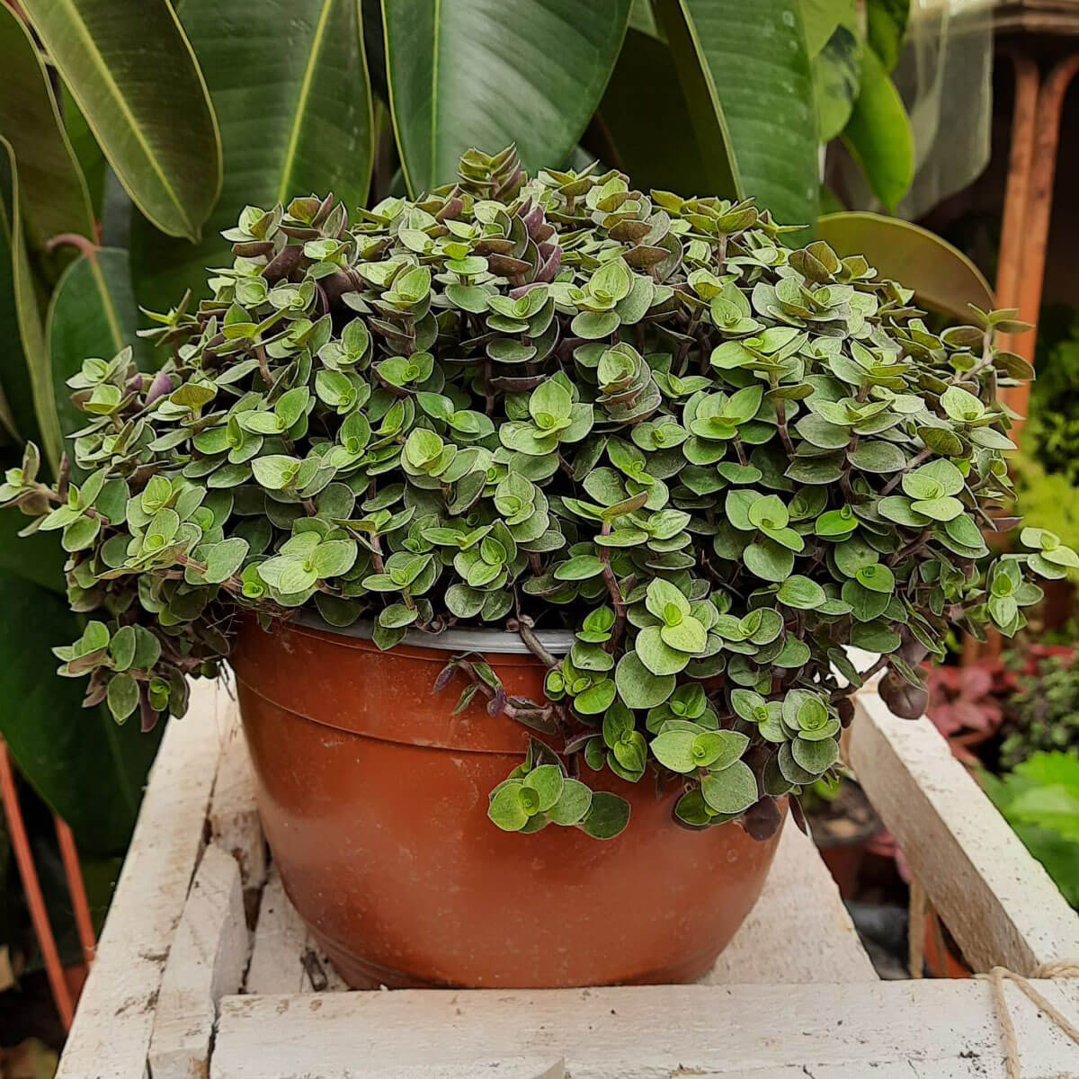 Callisia repens (Turtle vine plant or Inch Plant)