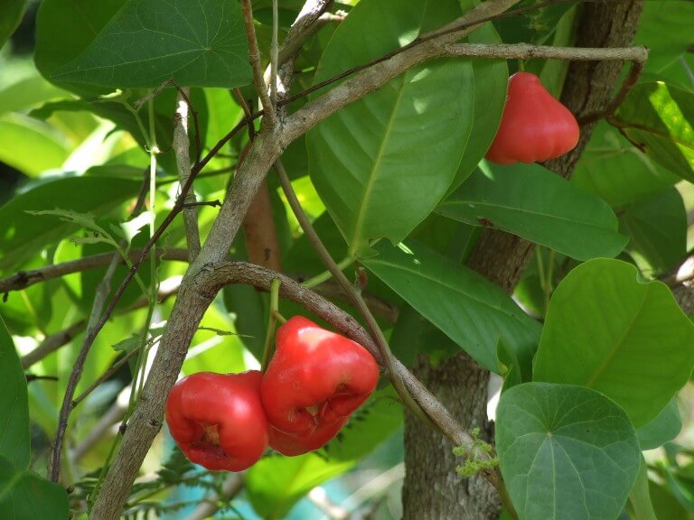 Java apple fruit