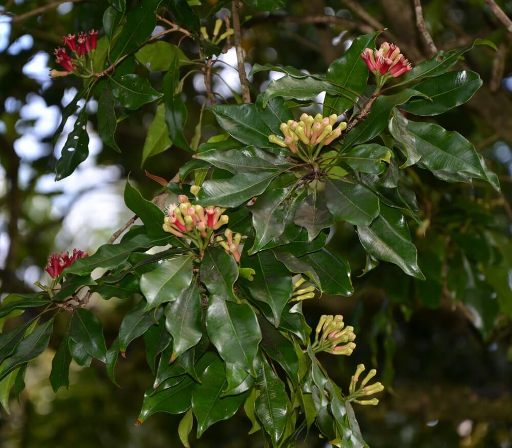 Cloves (Syzygium aromaticum) - Herb garden