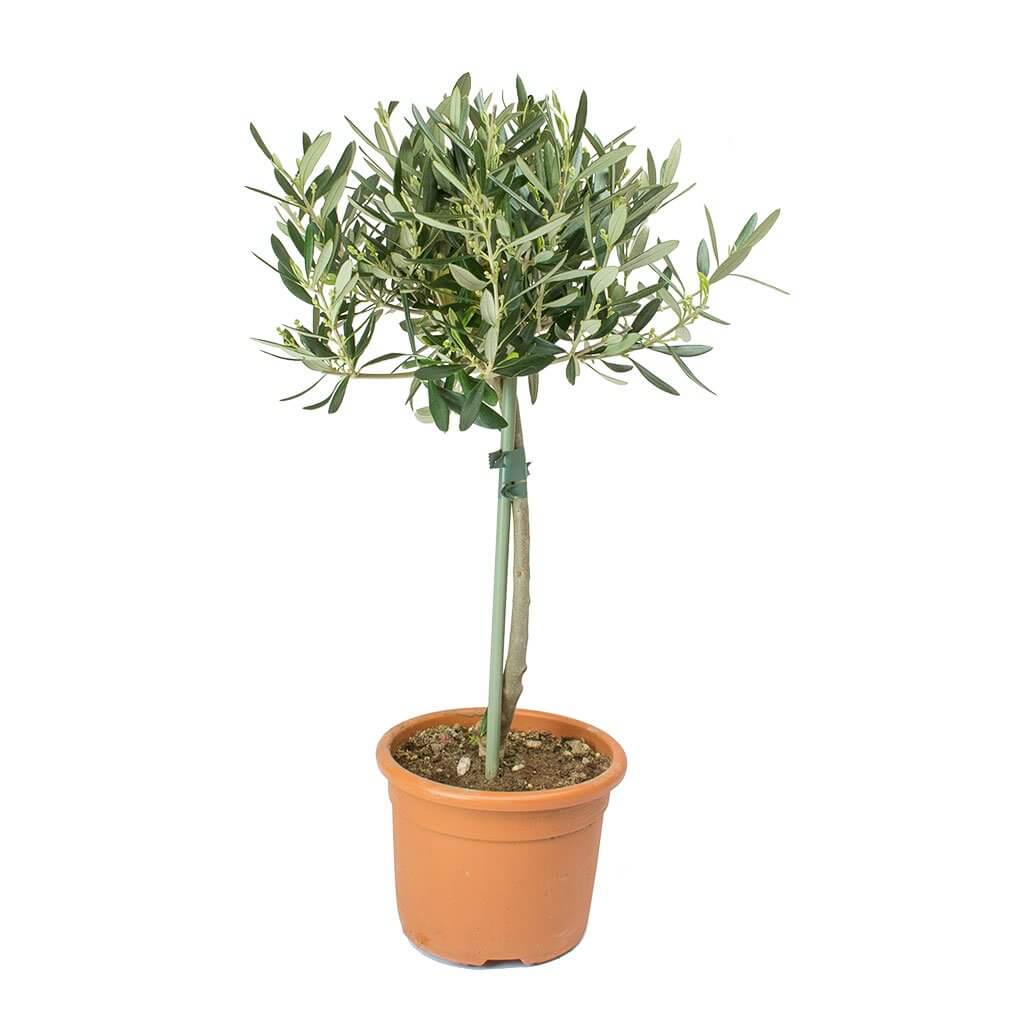 Olive (Olea europaea) - Indoor House Plants